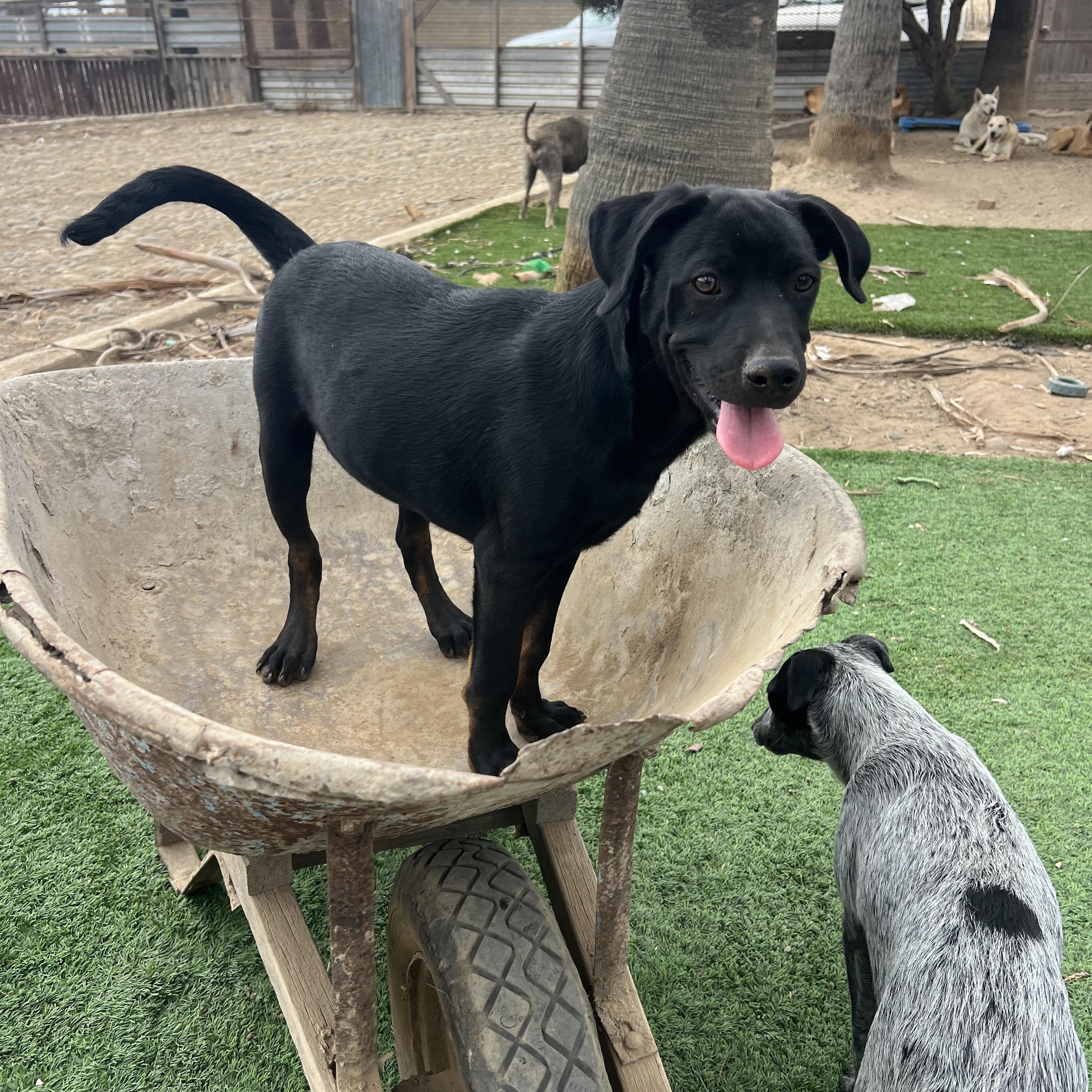 Enlarge Ty, a Adopted mixed breed in Portland, OR image 2/4