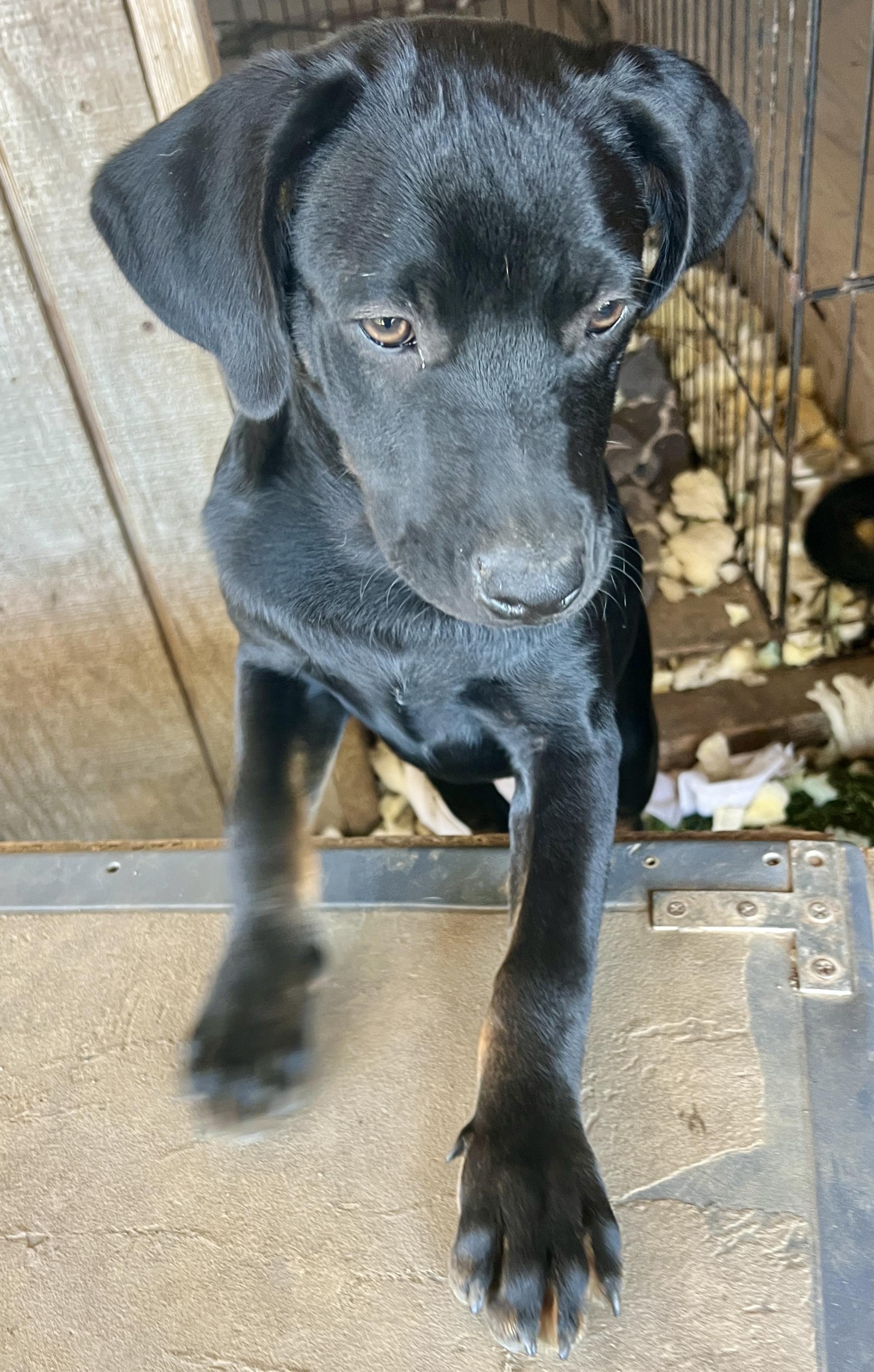 Enlarge Ty, a Adopted mixed breed in Portland, OR image 3/4