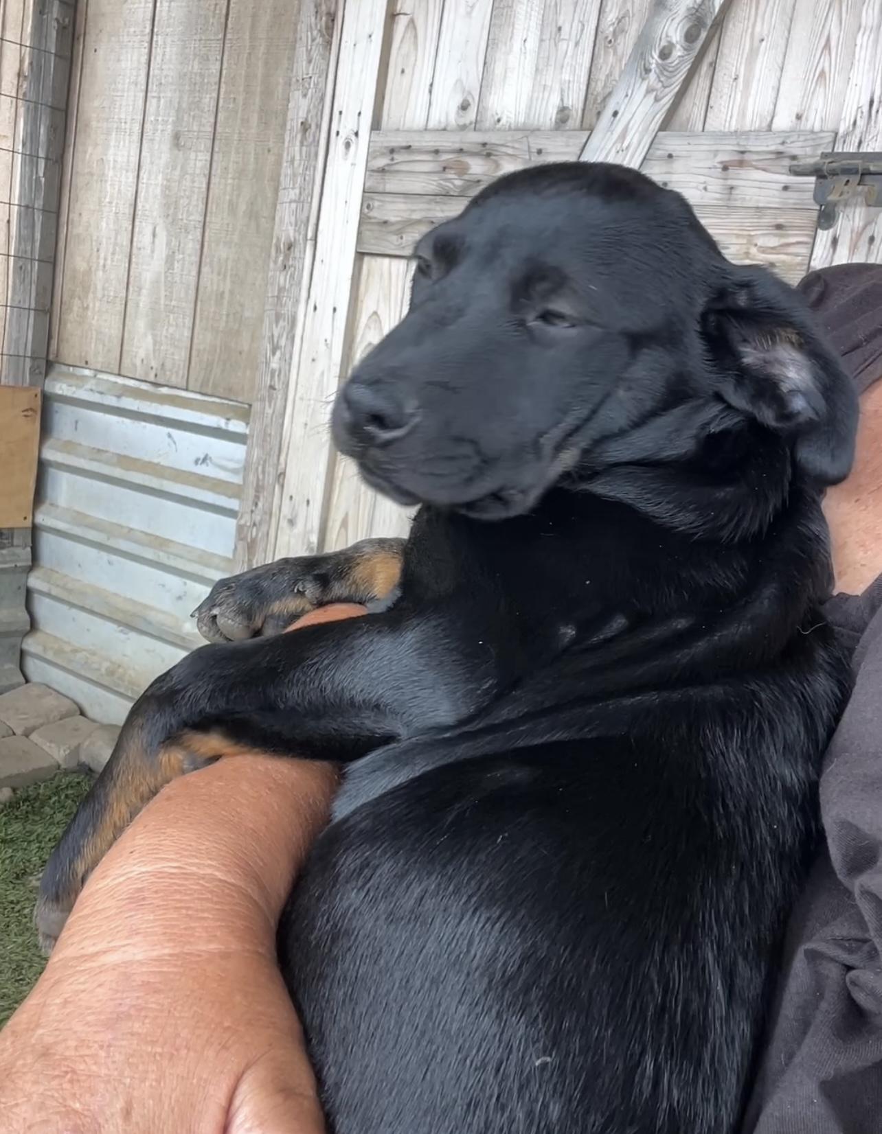 Ty, Adopted, Puppy Male Labrador Retriever & Cattle Dog.