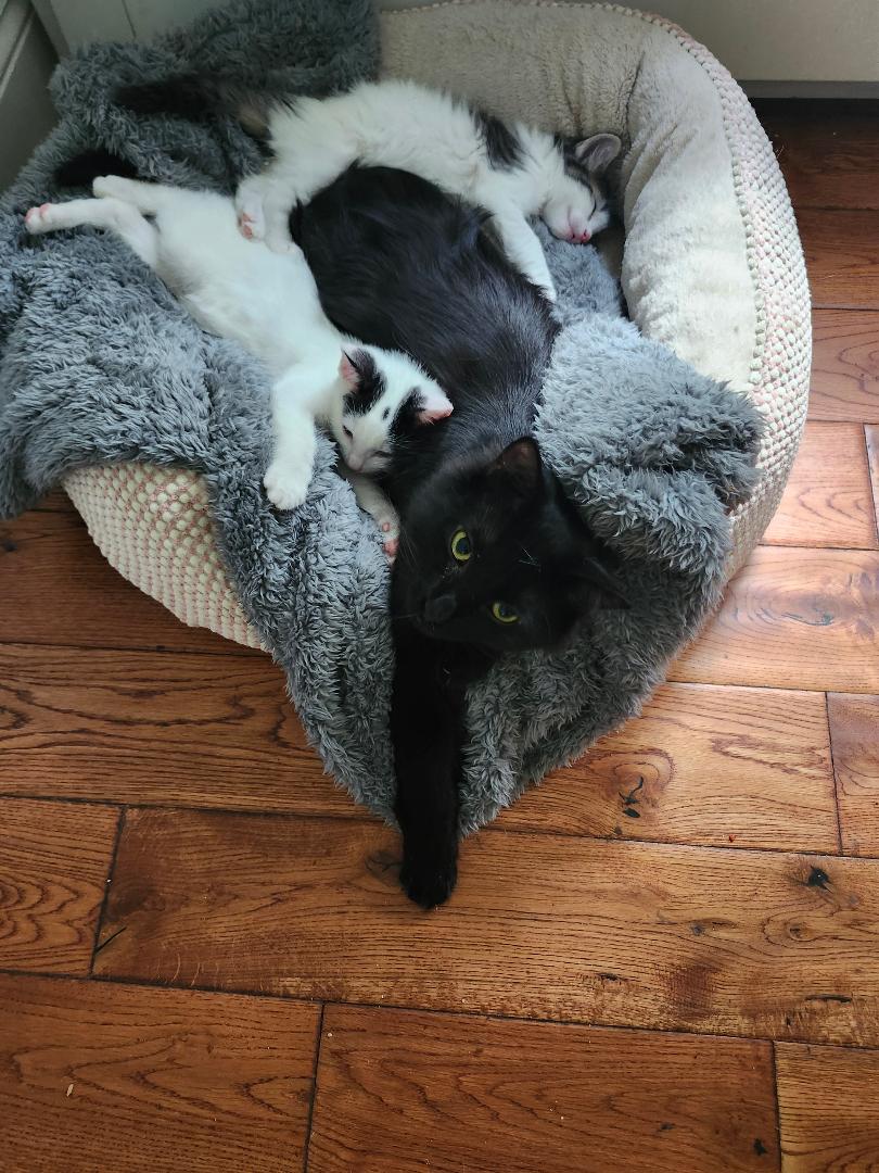 Dutch and Dotty