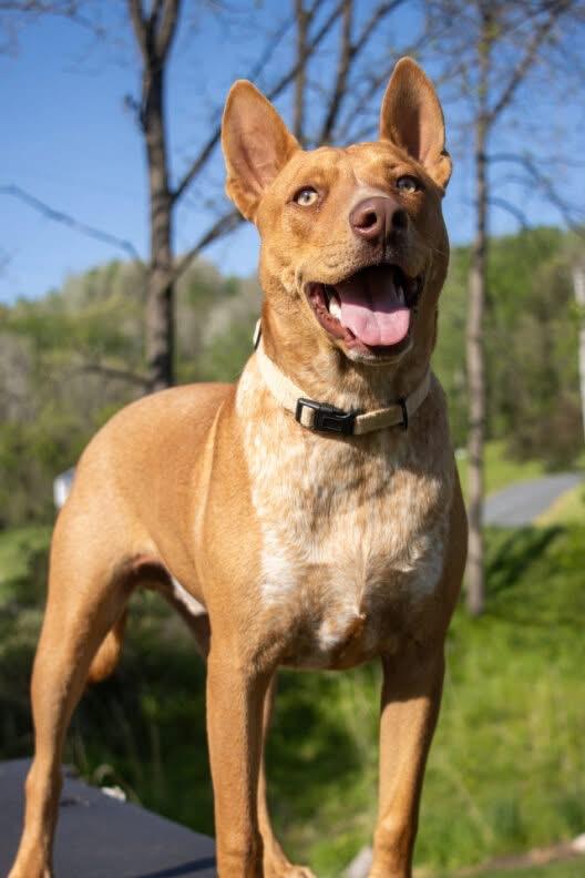 Reno, an adoptable Mixed Breed in Holmen, WI image 4/6