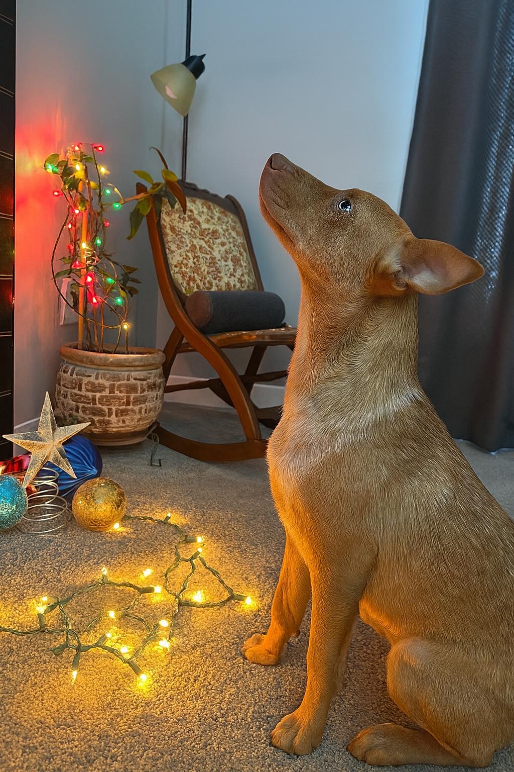 Enlarge Reno, a Adoptable Mixed Breed in Holmen, WI image 2/6