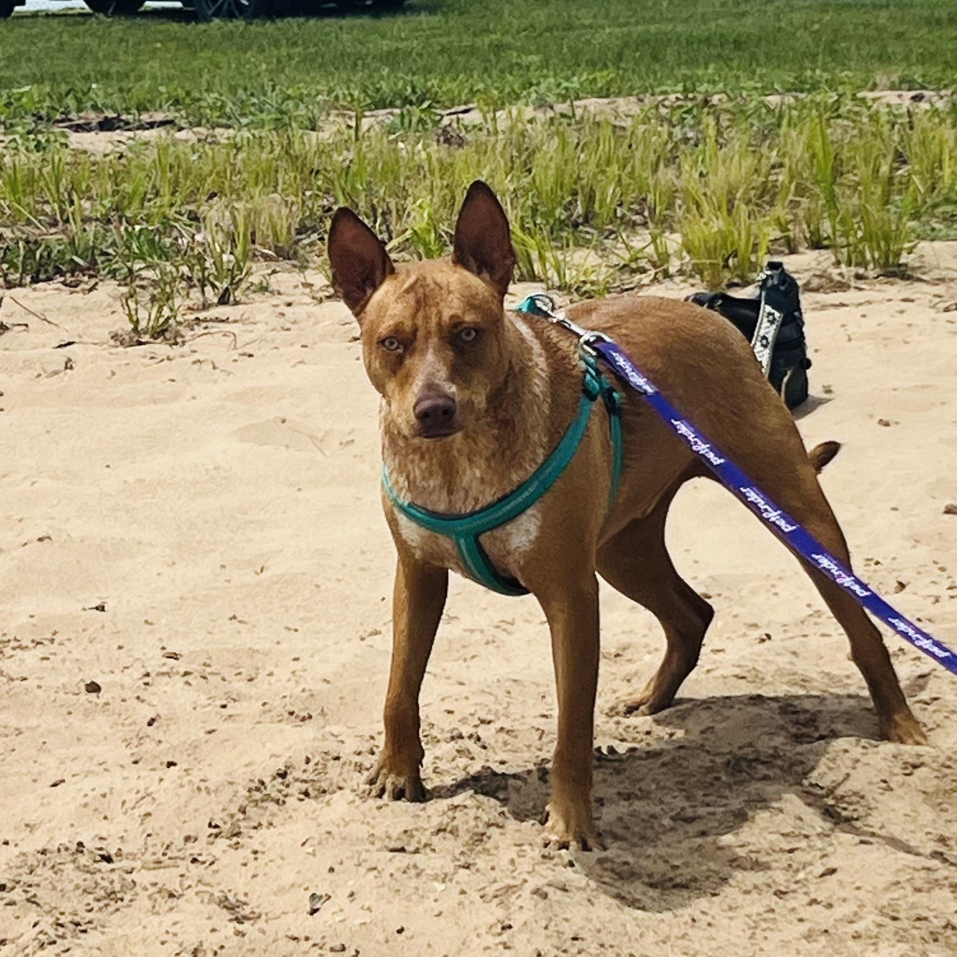 Enlarge Reno, an adopted Mixed Breed in Holmen, WI image 6/6
