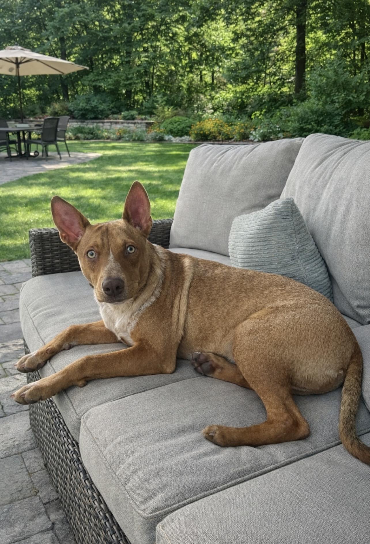 Enlarge Reno, a Adoptable Mixed Breed in Holmen, WI image 6/6