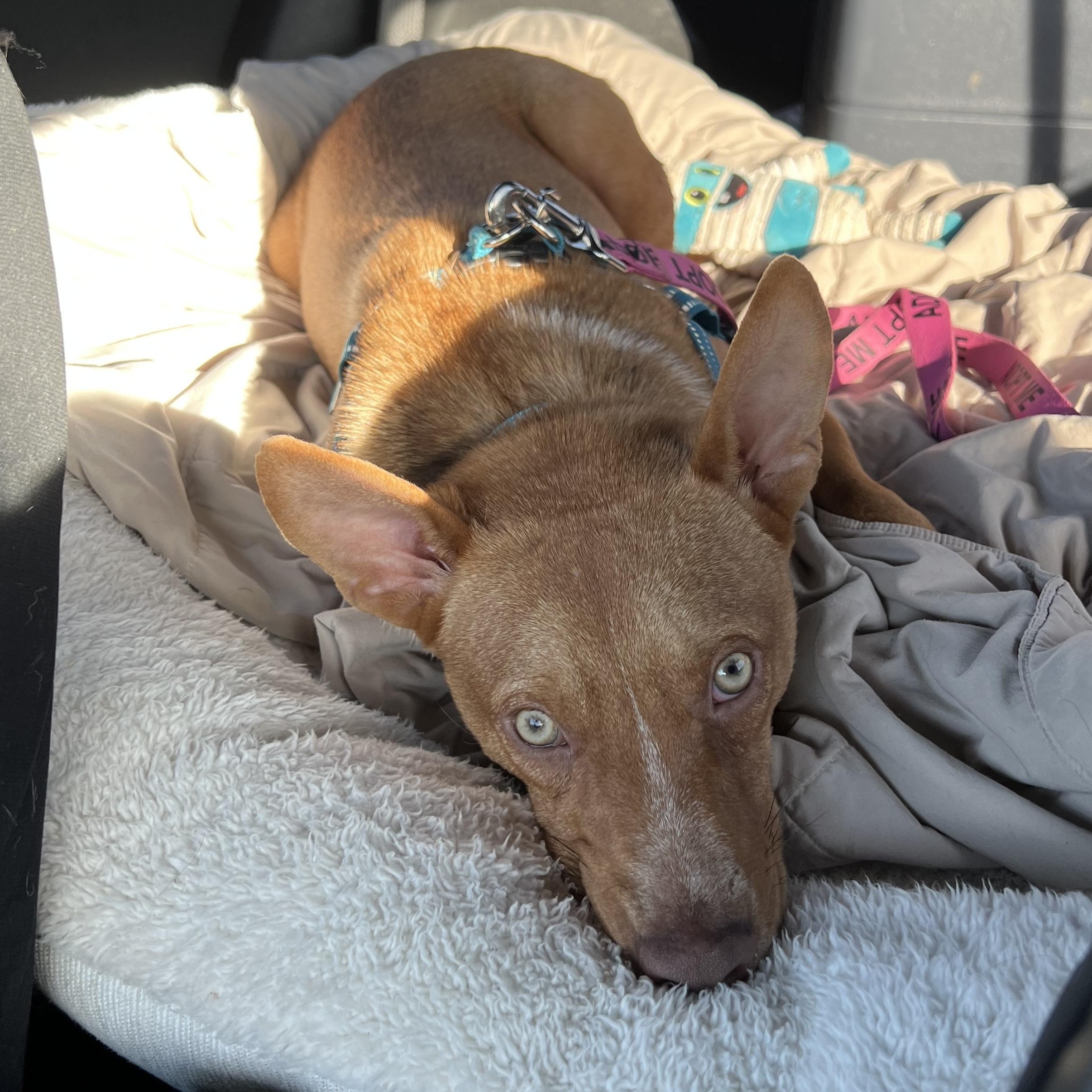 Reno, a Adoptable Mixed Breed in Holmen, WI image 2/6