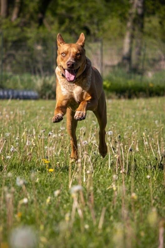 Reno, an adoptable Mixed Breed in Holmen, WI image 3/6