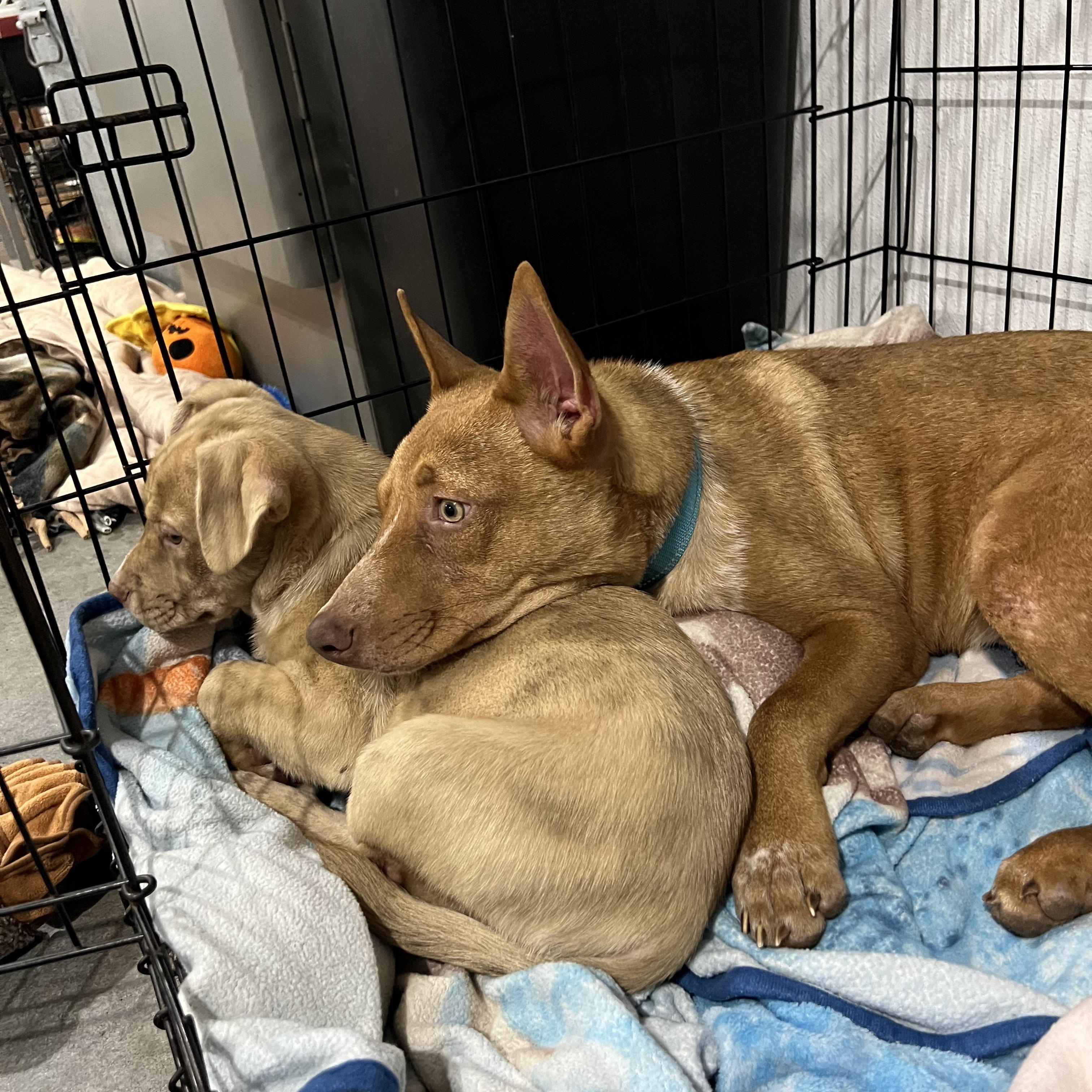 Reno, a Adoptable Mixed Breed in Holmen, WI image 6/6