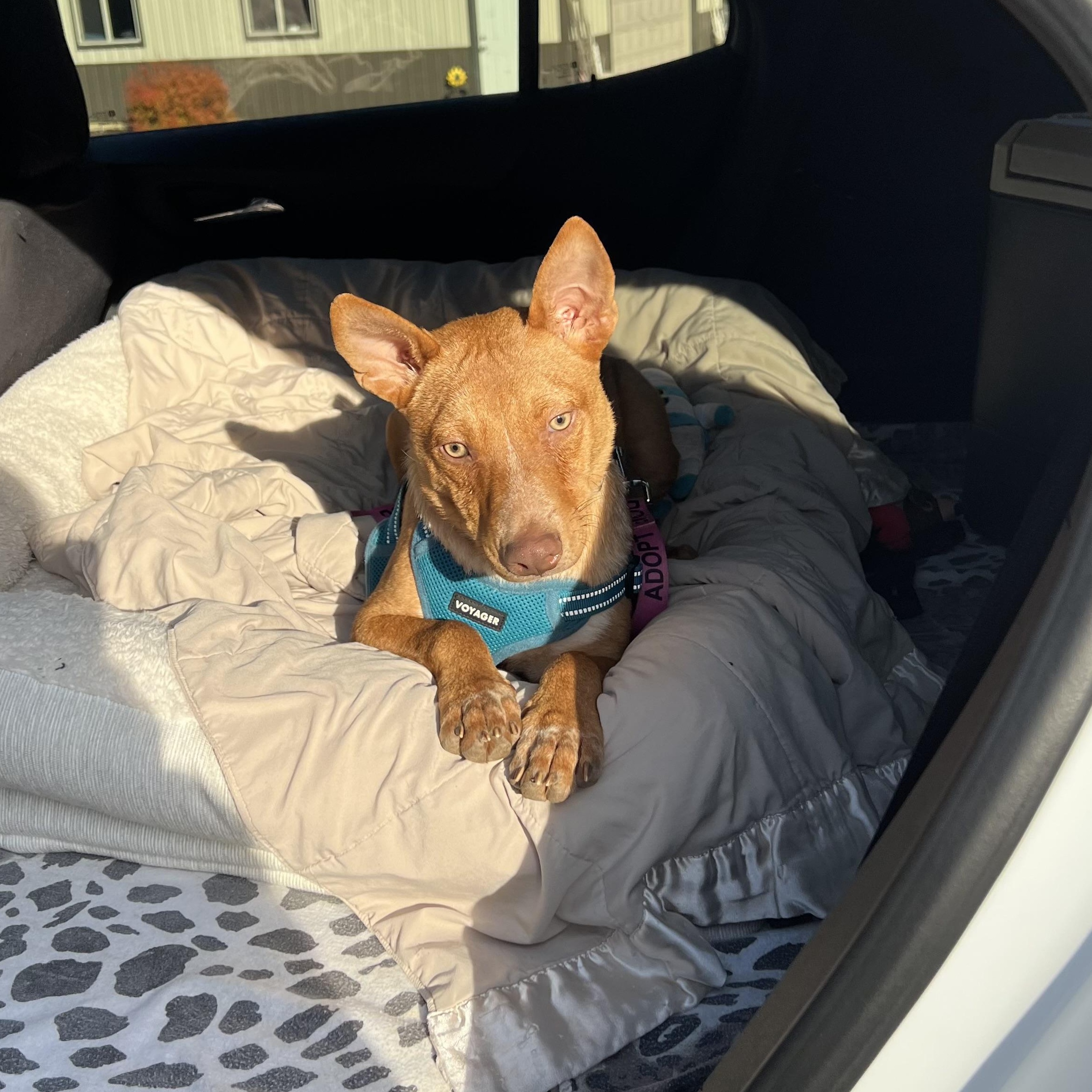 Reno, a Adoptable Mixed Breed in Holmen, WI image 3/6