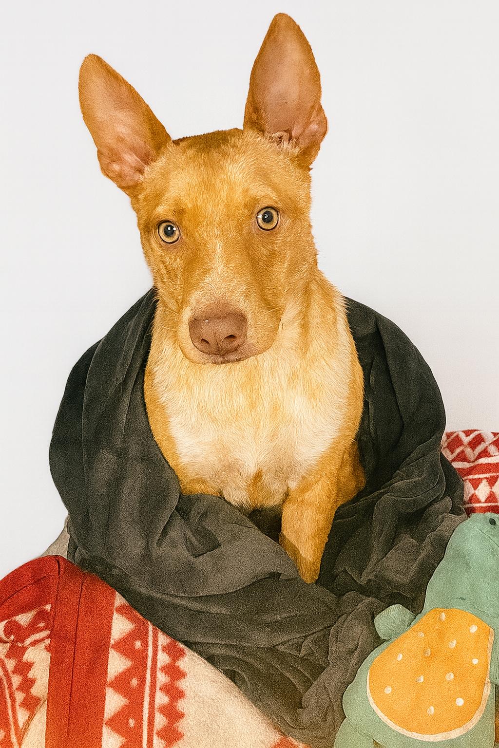 Reno, a Adoptable Mixed Breed in Holmen, WI image 1/6