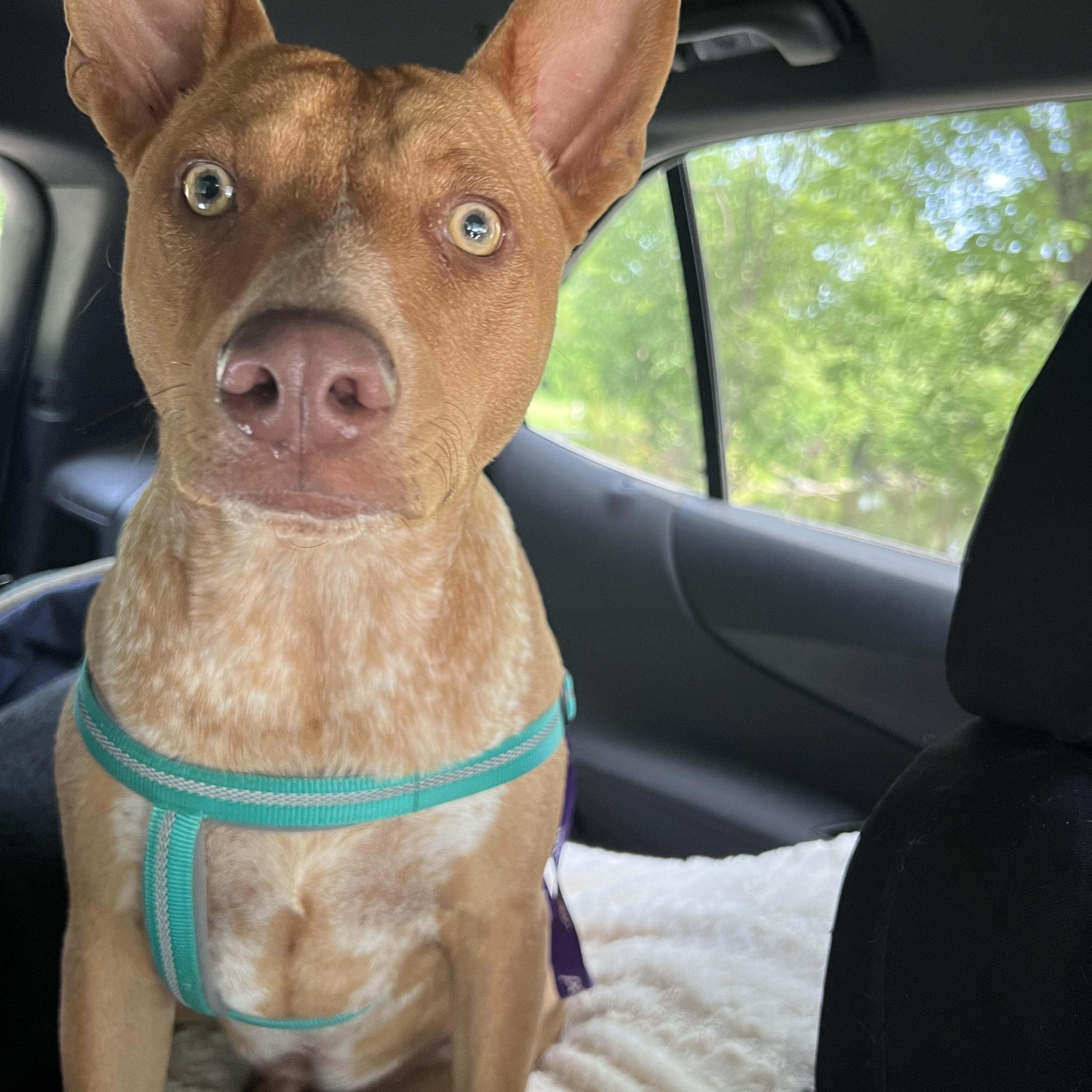 Enlarge Reno, an adopted Mixed Breed in Holmen, WI image 3/6
