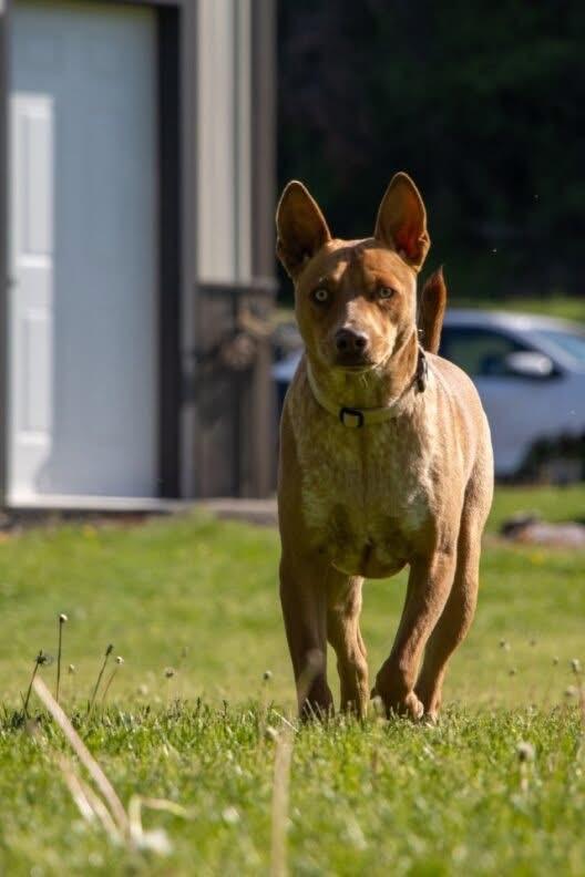 Reno, an adoptable Mixed Breed in Holmen, WI image 2/6