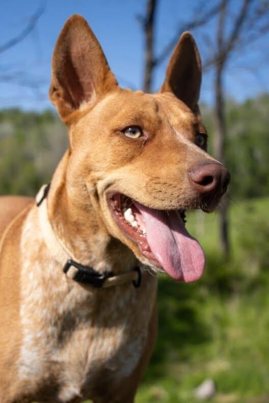 Reno, an adoptable Mixed Breed in Holmen, WI image 1/6