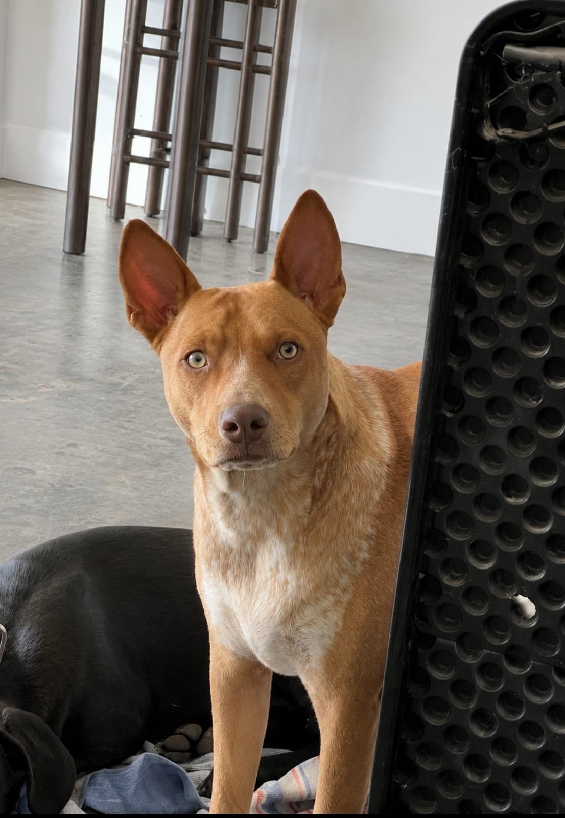 Enlarge Reno, an adopted Mixed Breed in Holmen, WI image 1/6