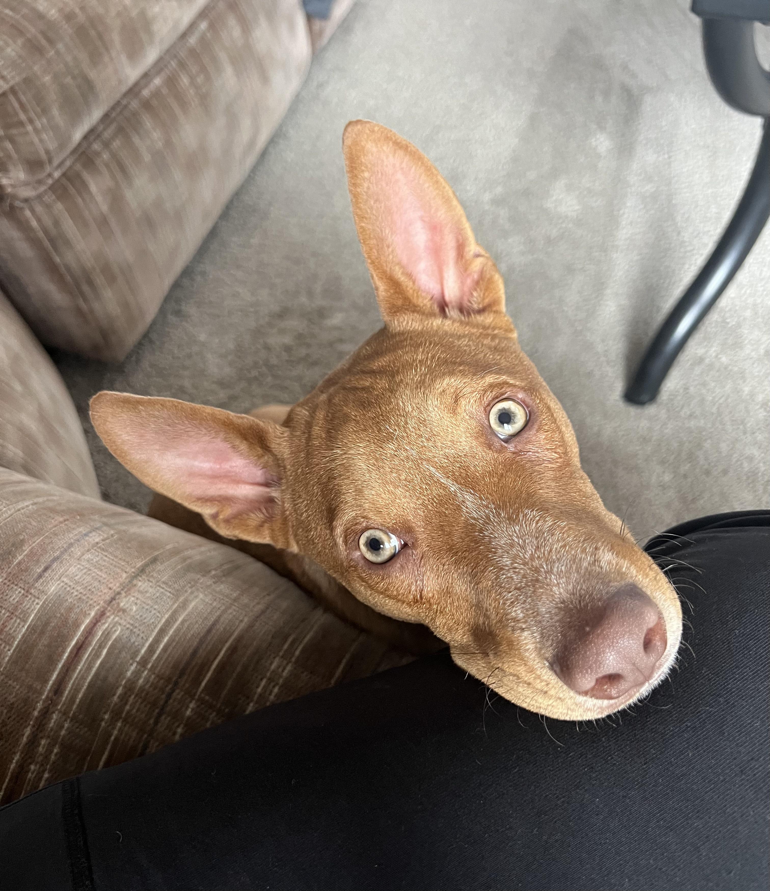 Enlarge Reno, a Adoptable Mixed Breed in Holmen, WI image 1/6