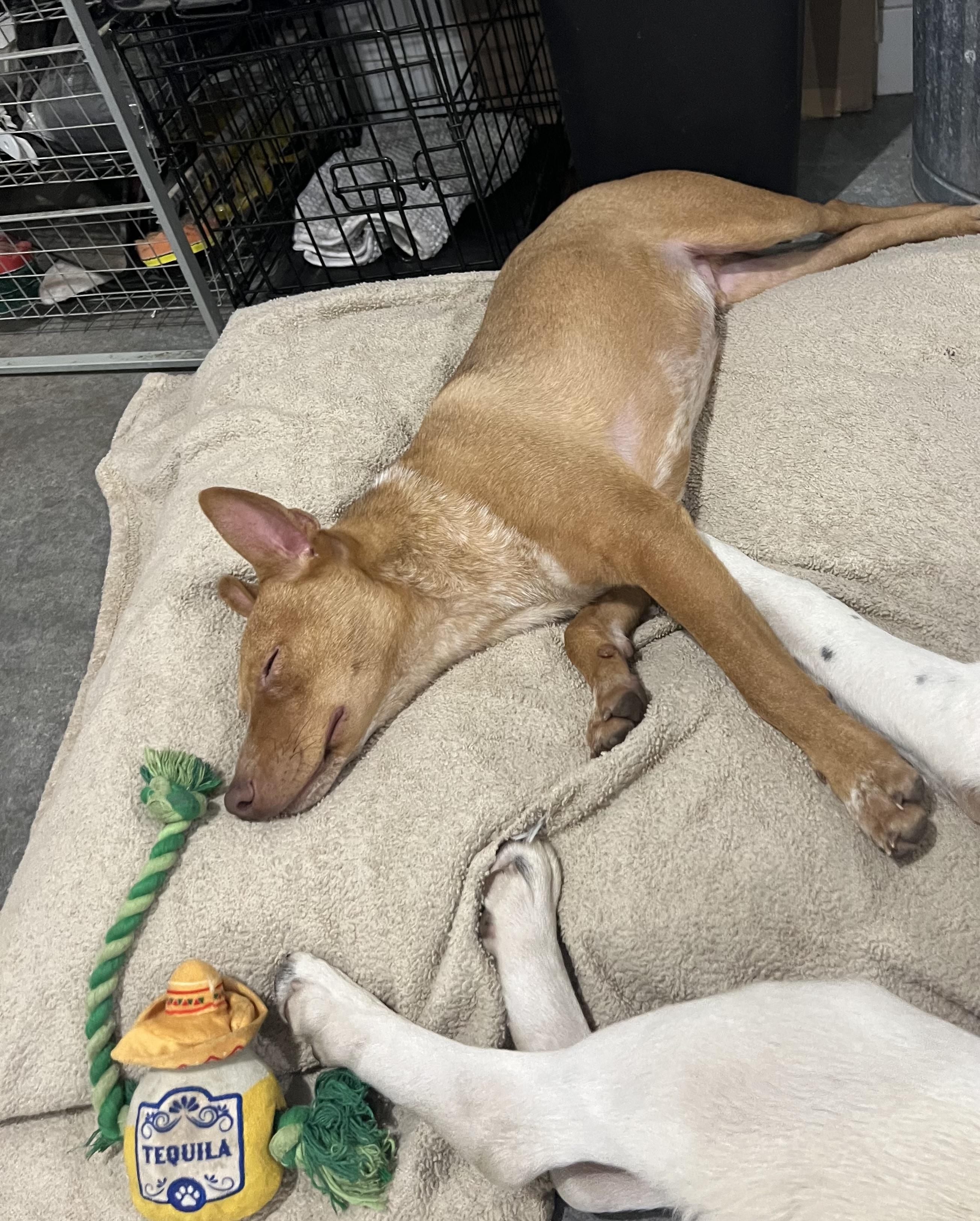 Reno, a Adoptable Mixed Breed in Holmen, WI image 5/6