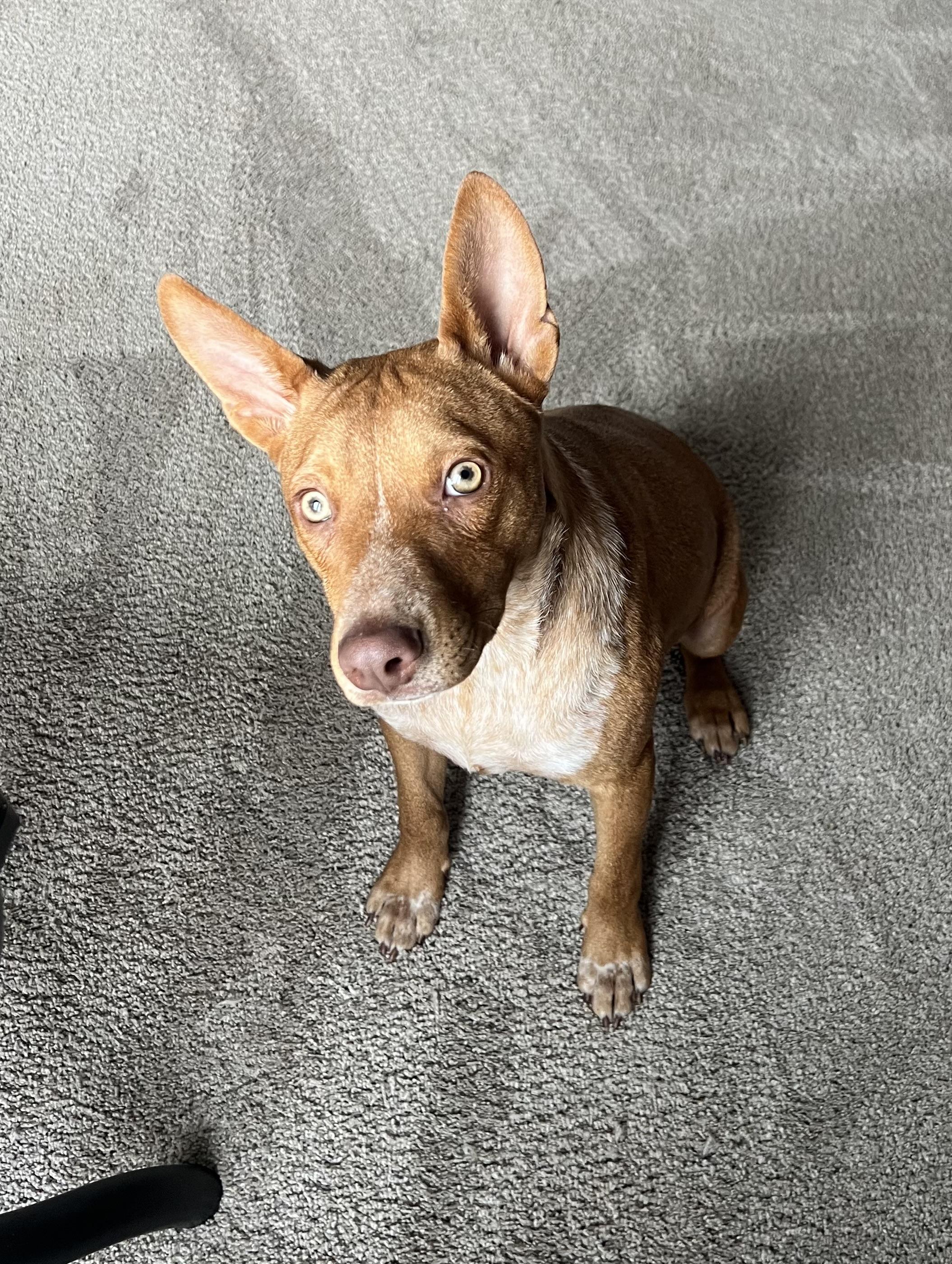 Enlarge Reno, a Adoptable Mixed Breed in Holmen, WI image 3/6