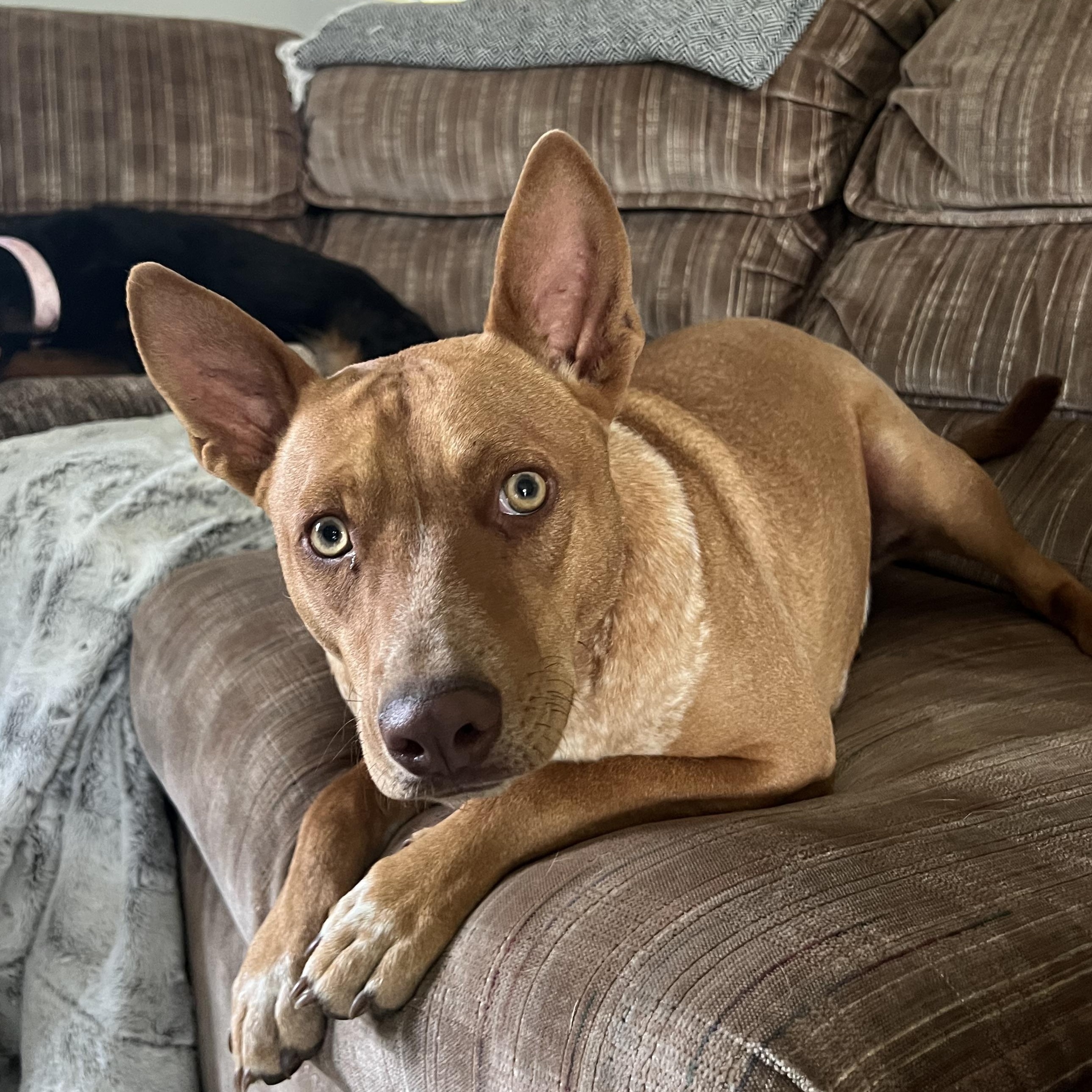 Reno, an adoptable Mixed Breed in Holmen, WI image 5/6