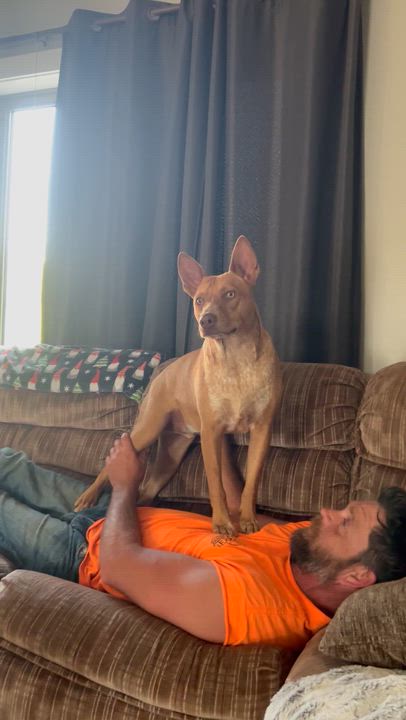 Enlarge Reno, an adoptable Mixed Breed in Holmen, WI video 6/6