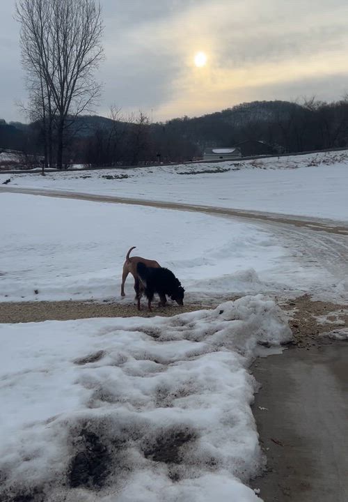 Enlarge Reno, a Adoptable Mixed Breed in Holmen, WI video 5/6