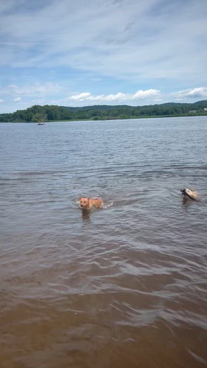 Enlarge Reno, an adopted Mixed Breed in Holmen, WI video 5/6