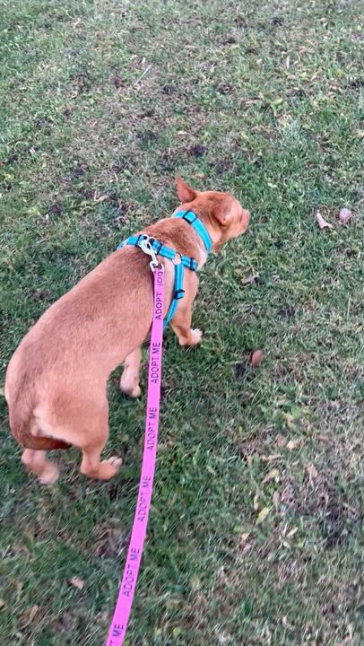 Enlarge Reno, a Adoptable Mixed Breed in Holmen, WI video 4/6