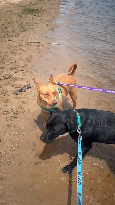 Enlarge Reno, an adopted Mixed Breed in Holmen, WI video 4/6