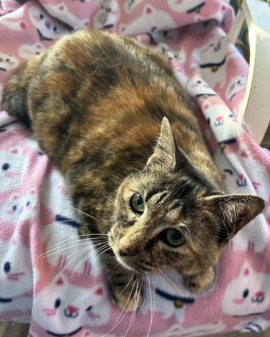 Twilight Sparkle , adopted, Adult Female Domestic Short Hair.