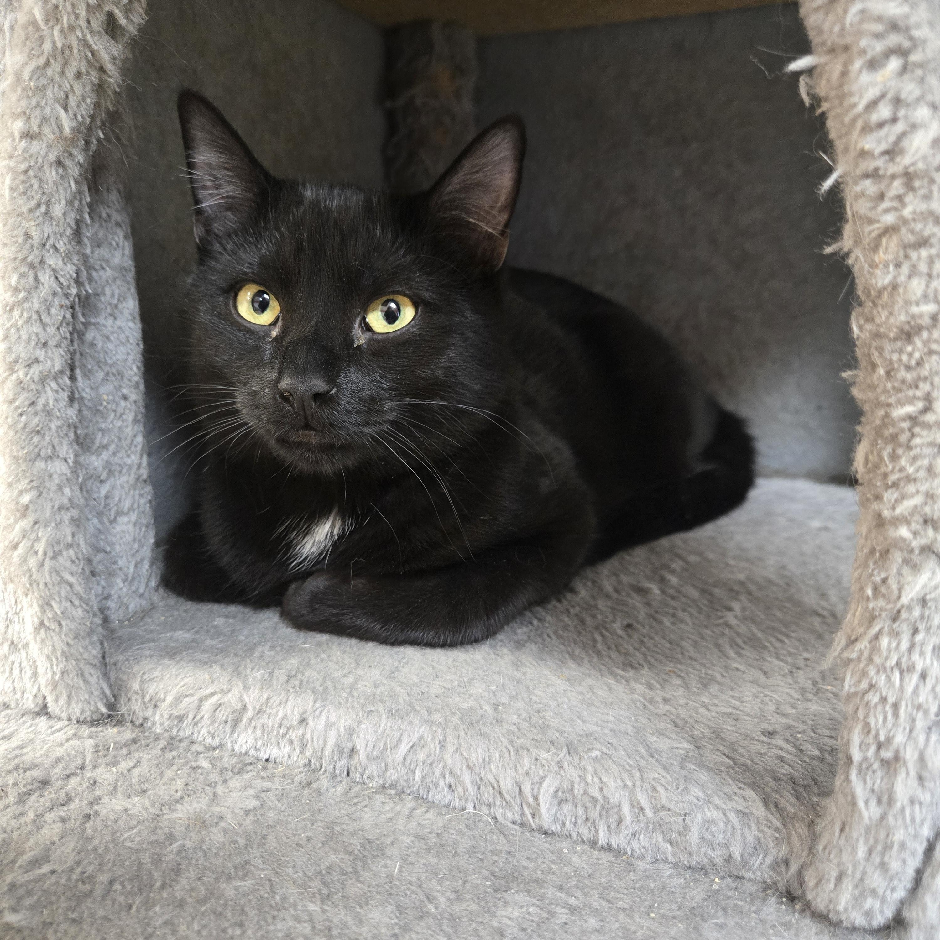 Enlarge Hex, a ADOPTABLE Domestic Short Hair in Paris, ME image 1/2
