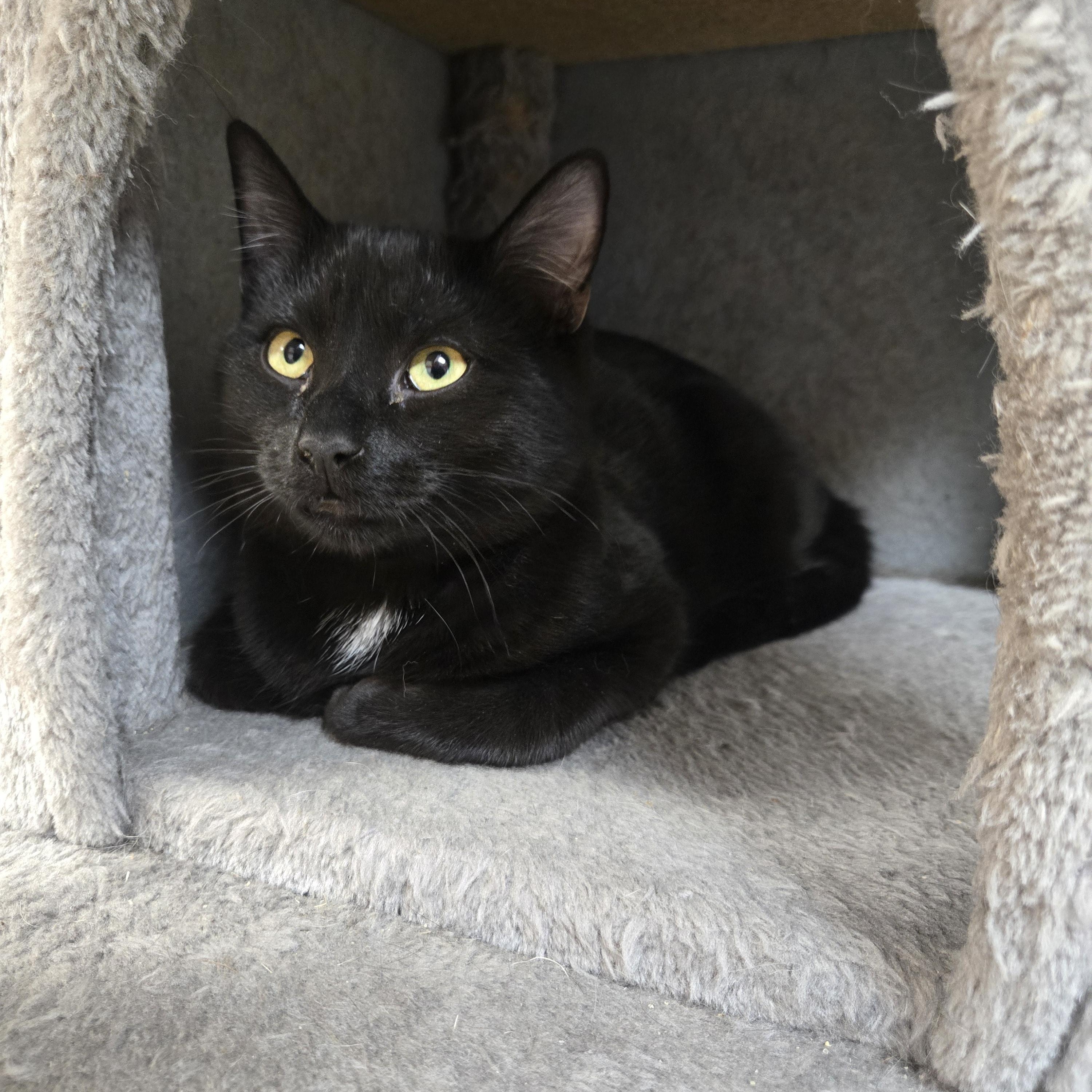 Enlarge Hex, a ADOPTABLE Domestic Short Hair in Paris, ME image 2/2