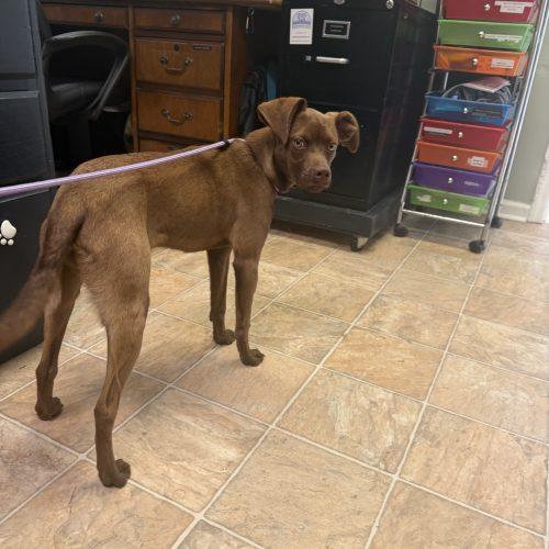 Enlarge Jeffy 5892 D, a Adoptable mixed breed in Frankfort, KY image 1/2