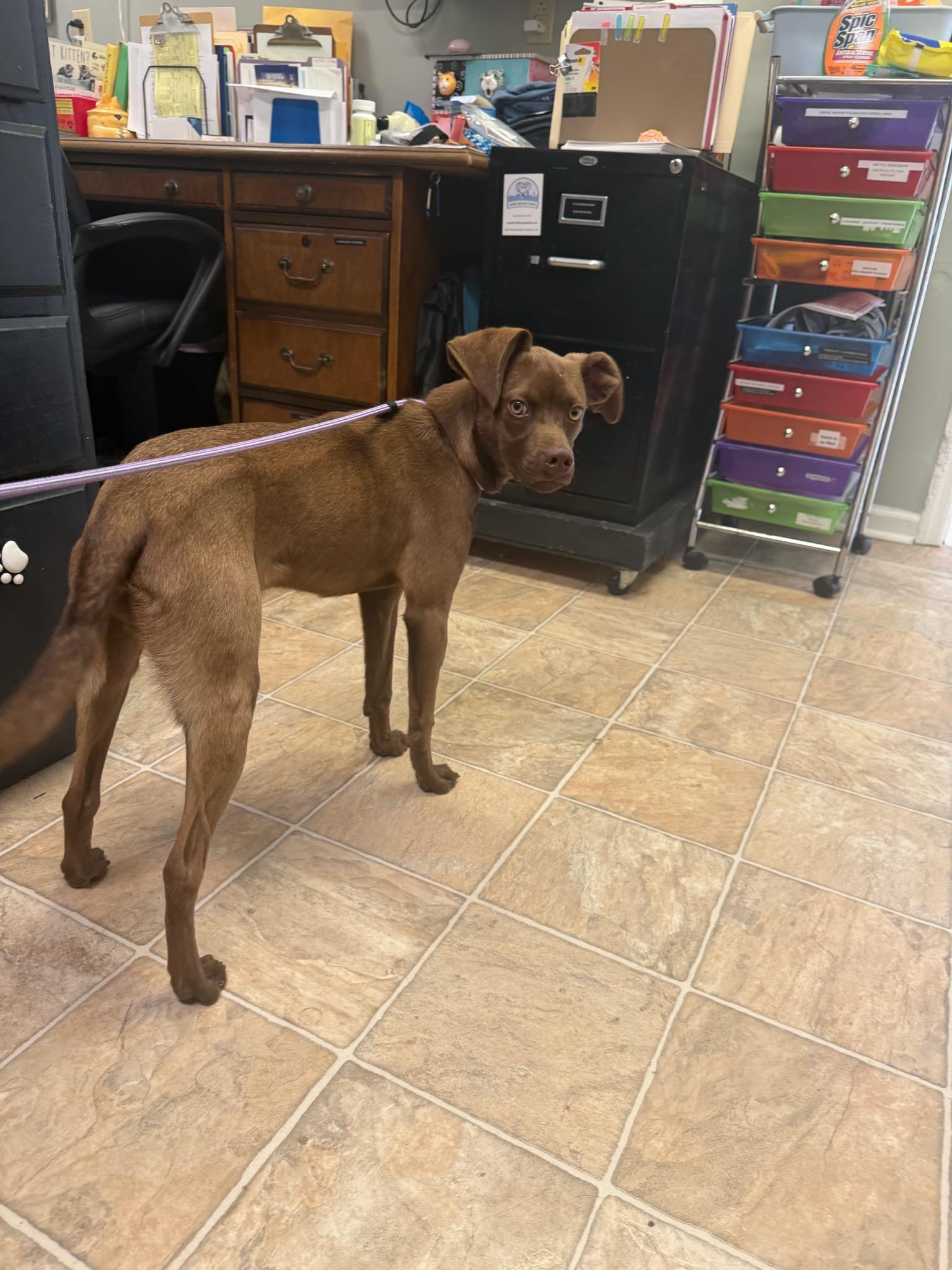 Enlarge Jeffy 5892 D, a Adoptable mixed breed in Frankfort, KY image 2/2
