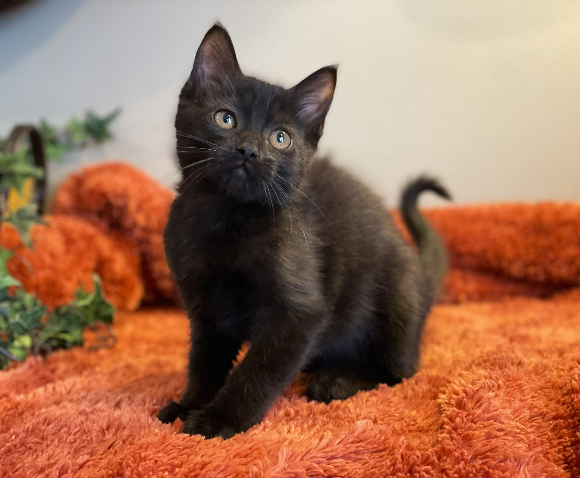Zara @ Canton PetSmart Habitat Michigan Ave, an adopted Domestic Short Hair in Taylor, MI image 1/6