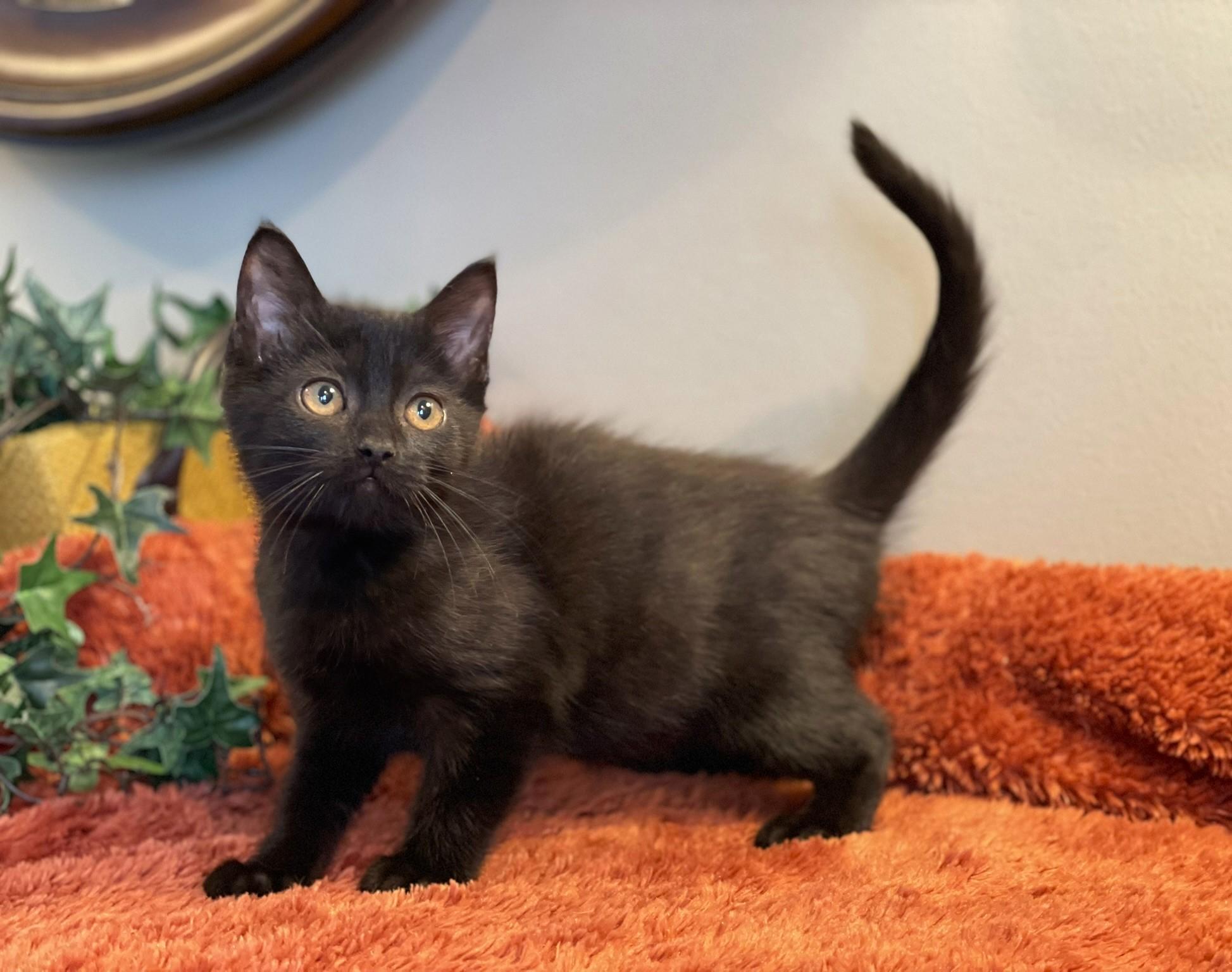 Zara @ Canton PetSmart Habitat Michigan Ave, an adopted Domestic Short Hair in Taylor, MI image 2/6