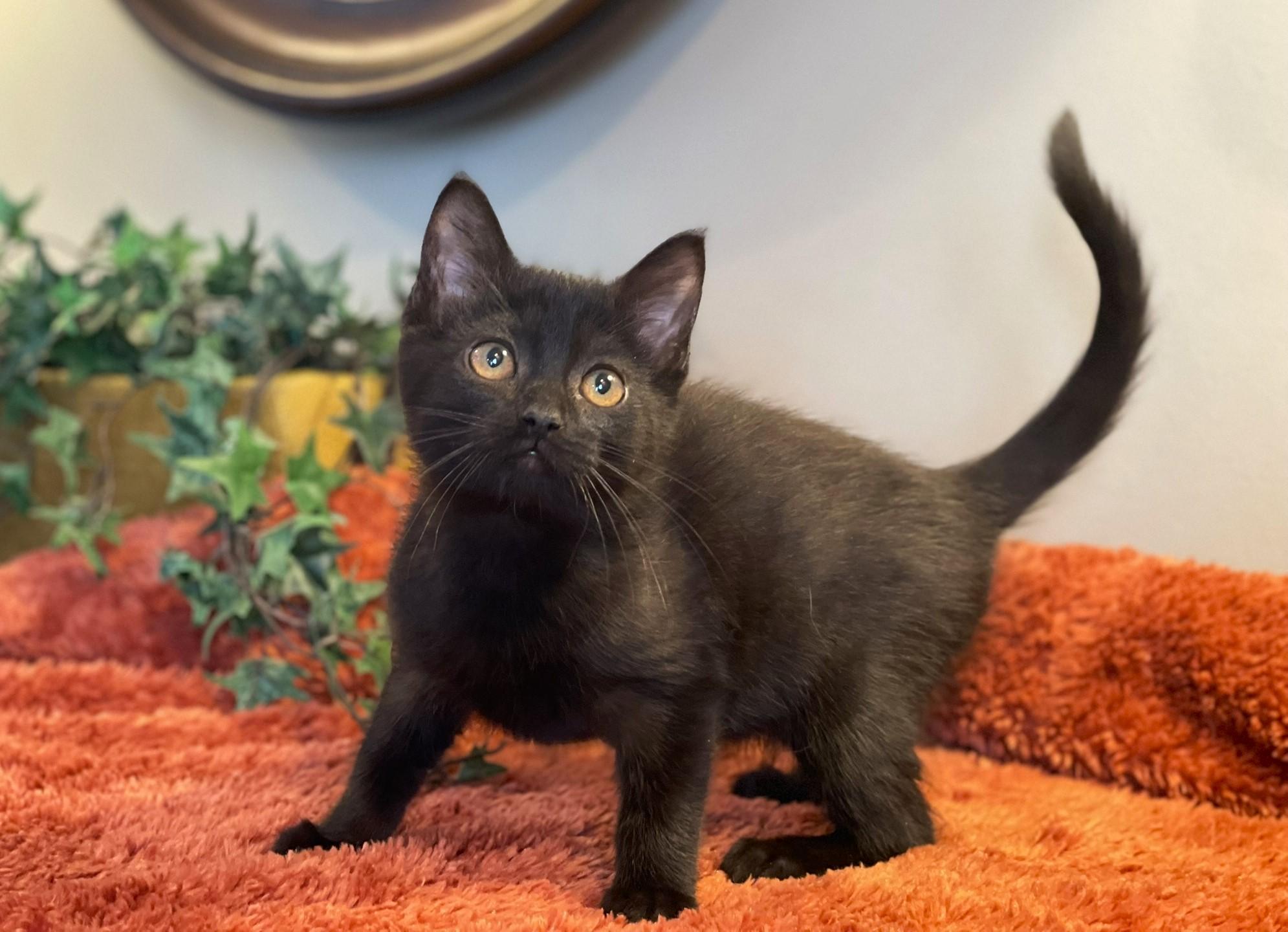 Zara @ Canton PetSmart Habitat Michigan Ave, an adopted Domestic Short Hair in Taylor, MI image 3/6