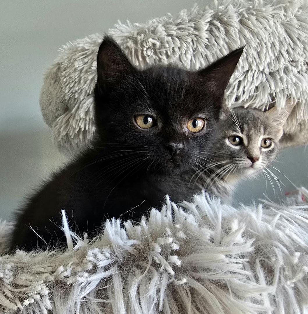 Zara @ Canton PetSmart Habitat Michigan Ave, an adopted Domestic Short Hair in Taylor, MI image 4/6