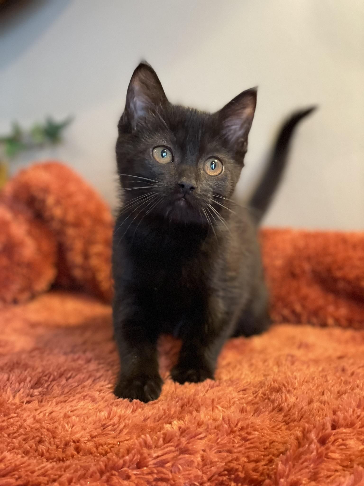Zara @ Canton PetSmart Habitat Michigan Ave, an adopted Domestic Short Hair in Taylor, MI image 5/6