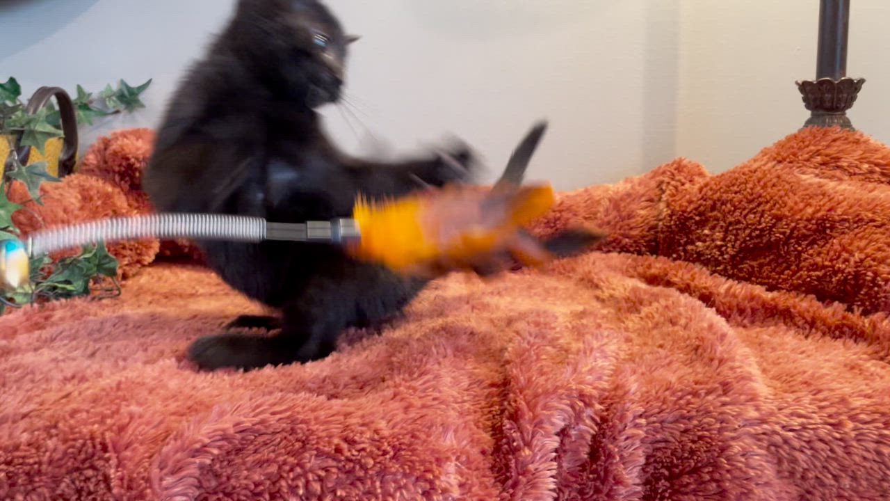 Enlarge Zara @ Canton PetSmart Habitat Michigan Ave, an adopted Domestic Short Hair in Taylor, MI video 6/6