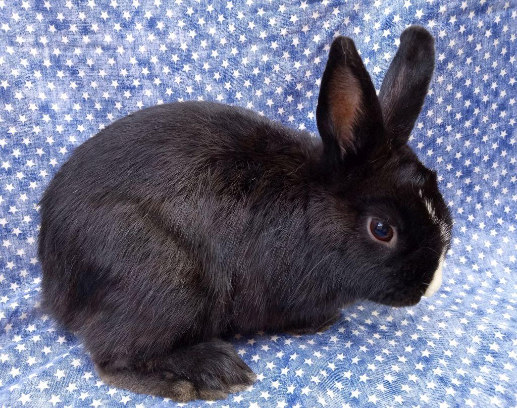 Oswald, Adoptable, Young Male Dutch.