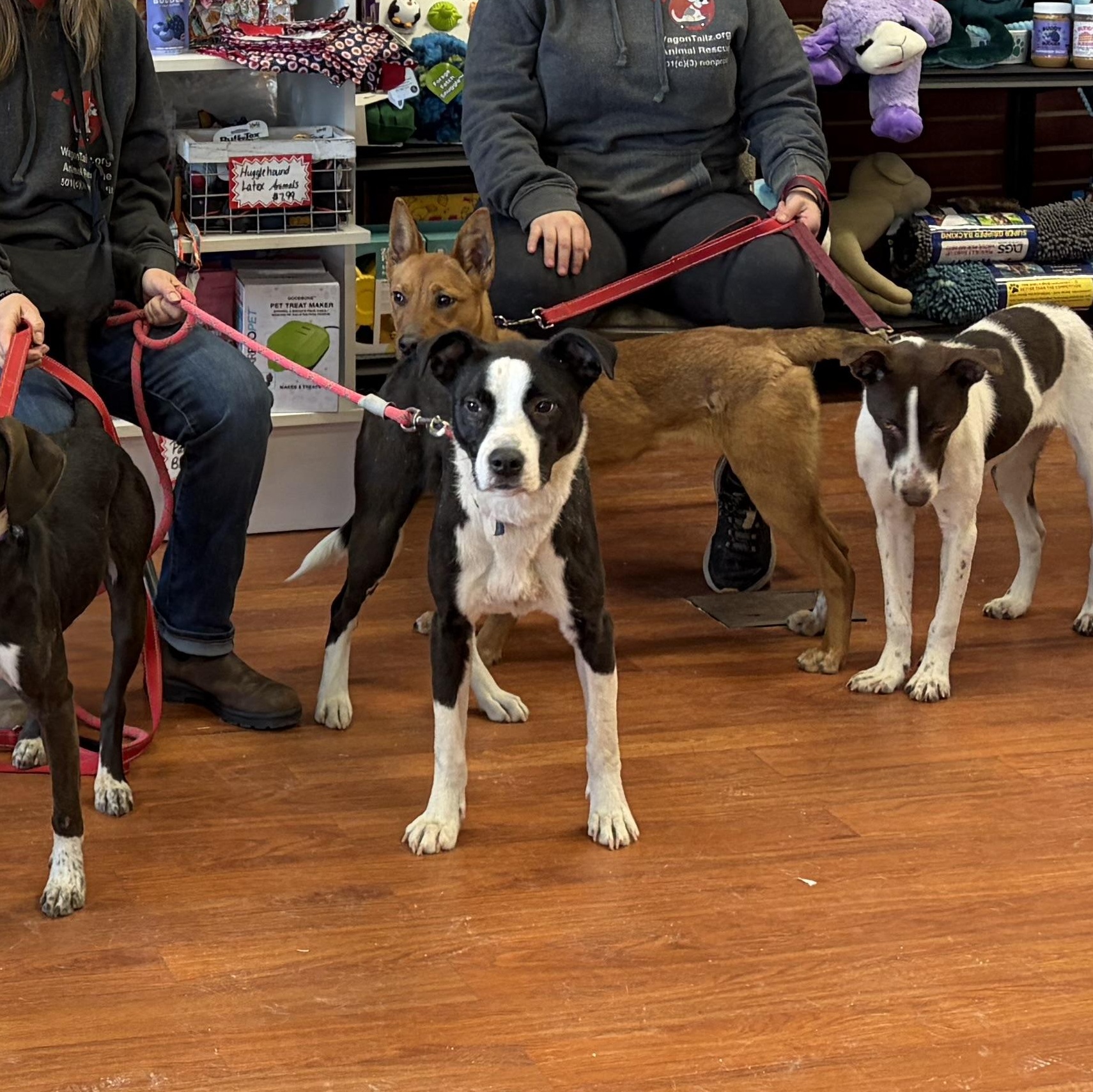 Enlarge Meeka “Meme”, a Adoptable mixed breed in West Grove, PA image 2/4