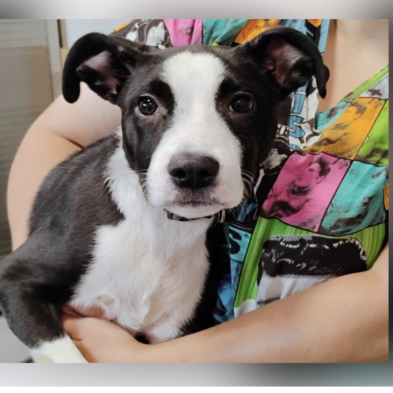 Enlarge Mattie “Meeka”, a Adoptable Mixed Breed in West Grove, PA image 3/3