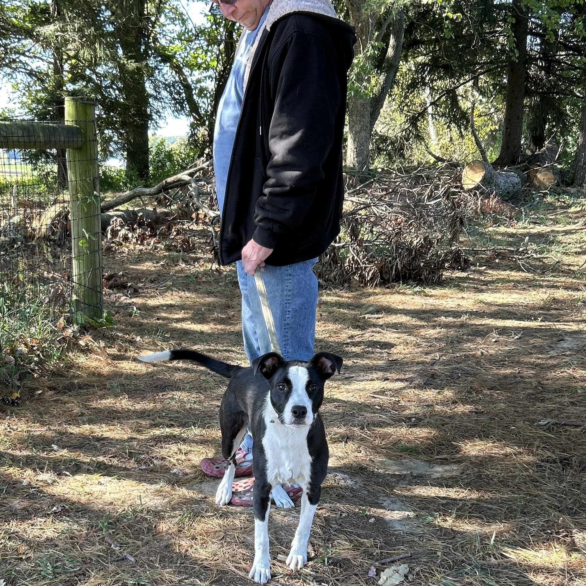 Meeka “Meme”, Adoptable, Young Female Mixed Breed.