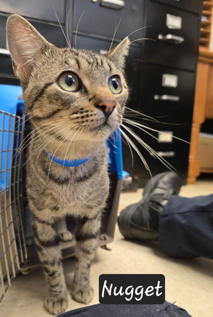 Enlarge Nugget, a Adoptable mixed breed in Maumelle, AR image 1/5