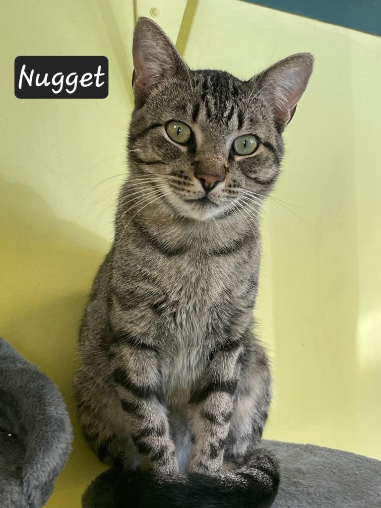 Enlarge Nugget, a Adoptable mixed breed in Maumelle, AR image 2/5
