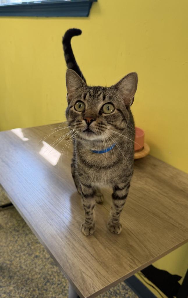 Enlarge Nugget, a Adoptable mixed breed in Maumelle, AR image 3/5