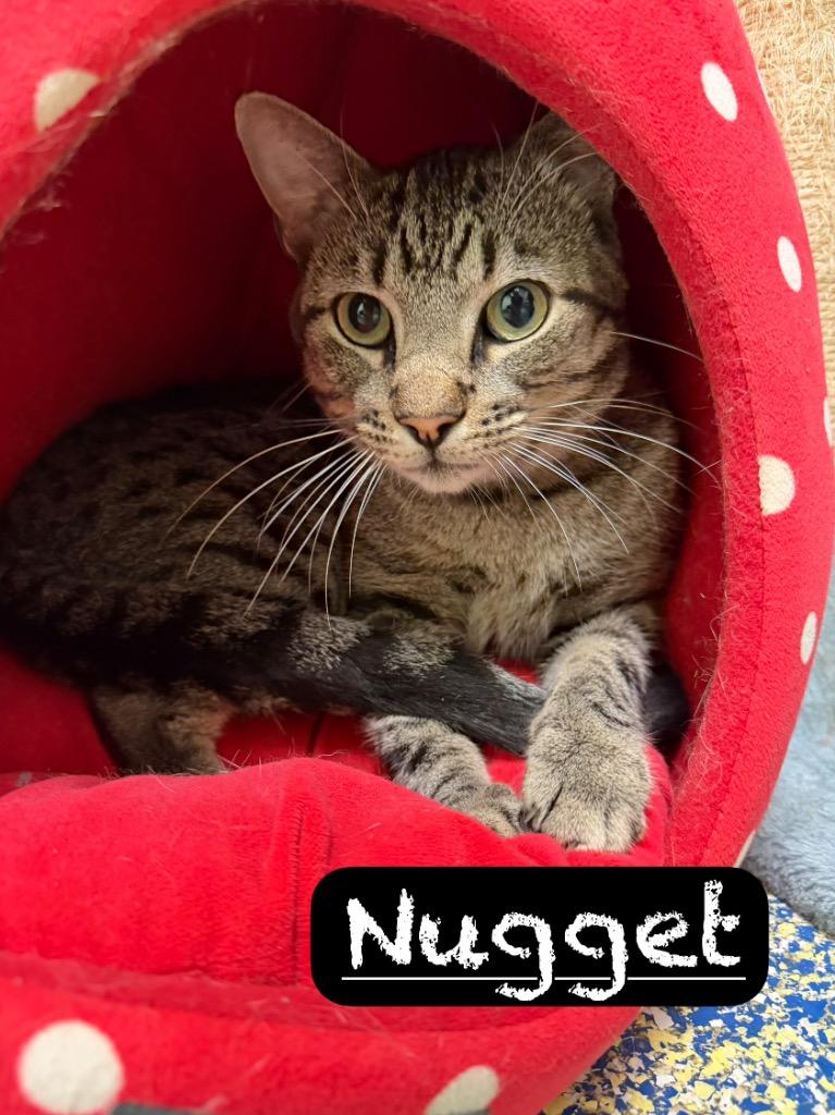 Enlarge Nugget, a Adoptable mixed breed in Maumelle, AR image 4/5