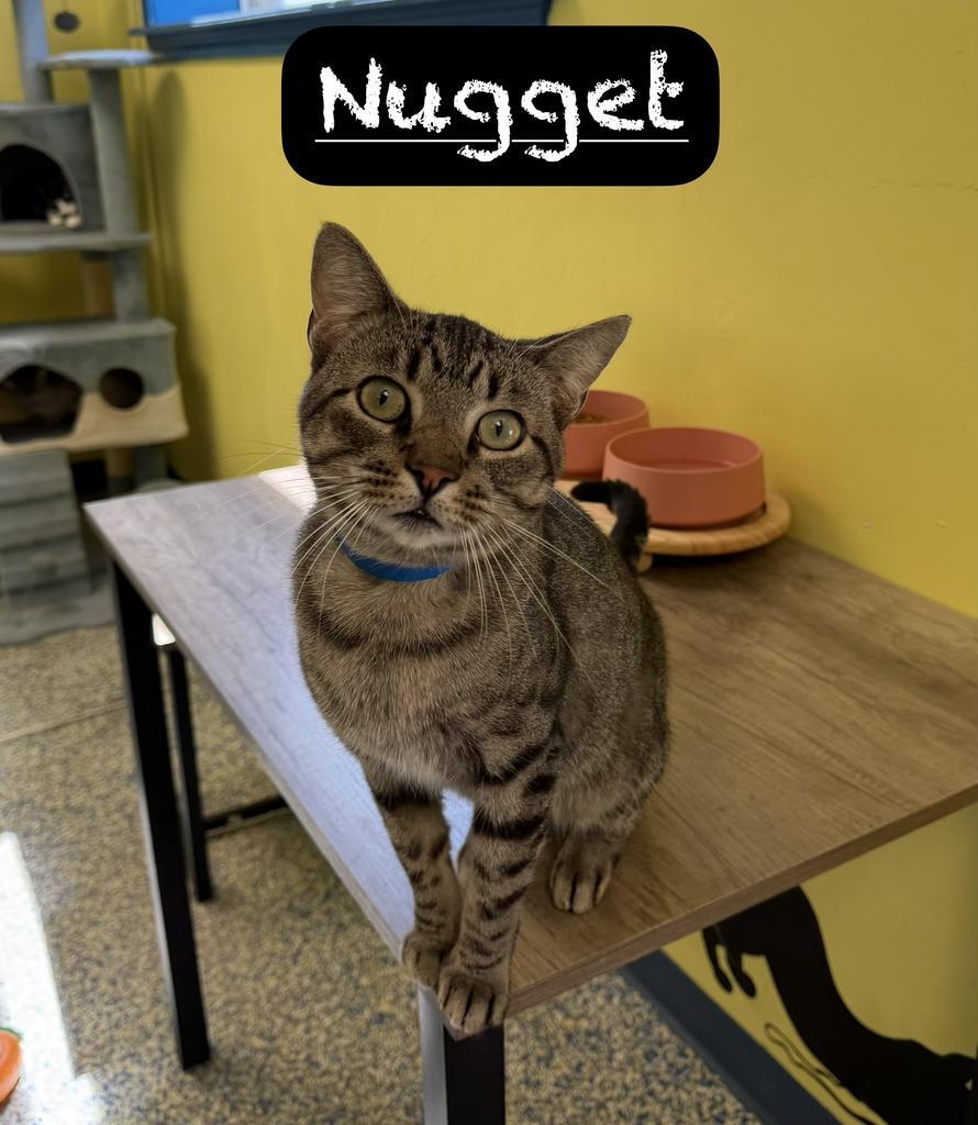 Enlarge Nugget, a Adoptable mixed breed in Maumelle, AR image 5/5