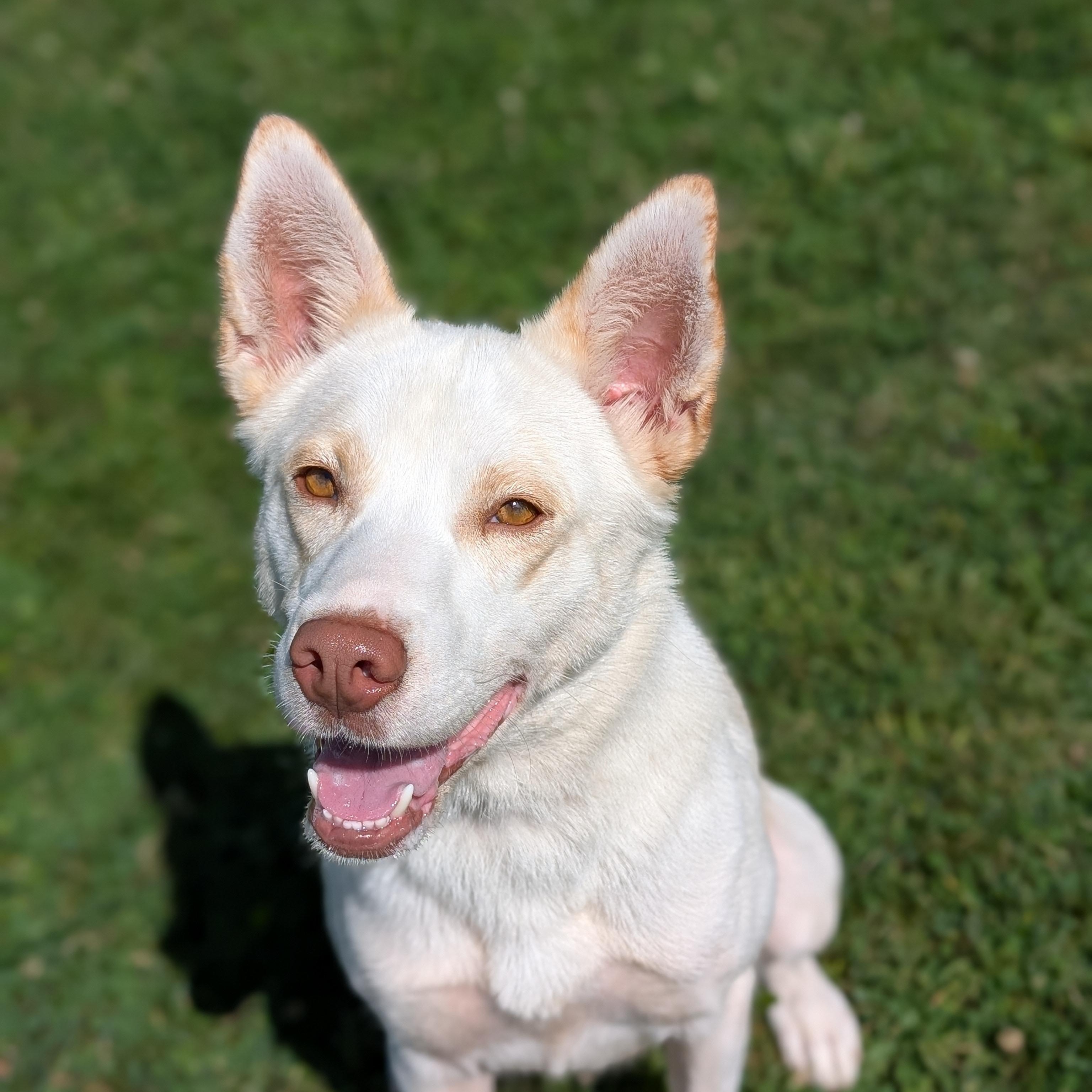 Enlarge 186890 Elke, a Adoptable mixed breed in Ravenna, OH image 3/5