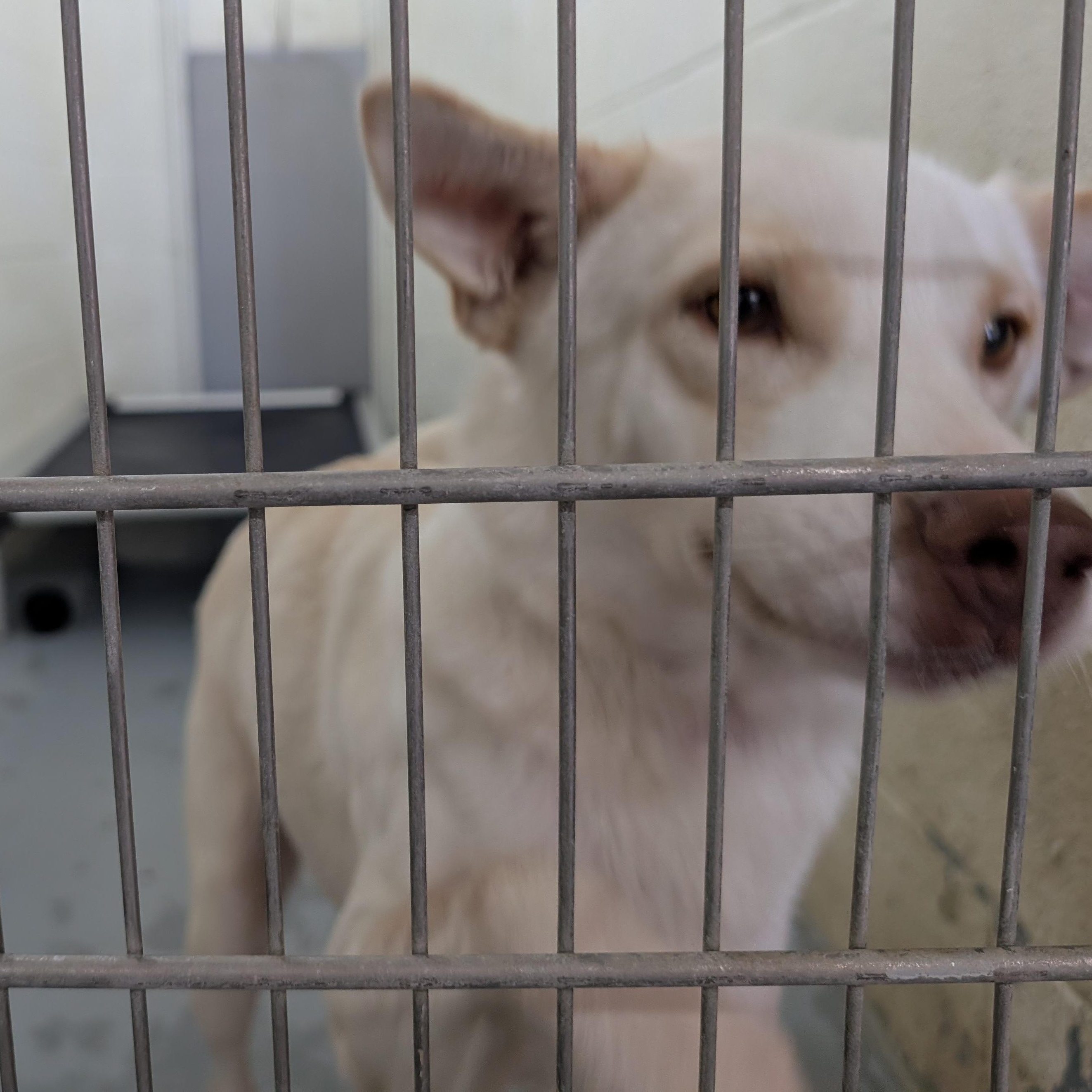 Enlarge 186890 Elke, a Adoptable mixed breed in Ravenna, OH image 5/5