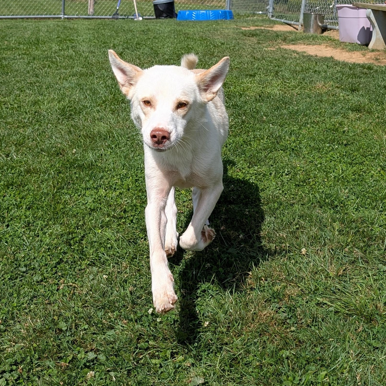 Enlarge 186890 Elke, a Adoptable mixed breed in Ravenna, OH image 4/5