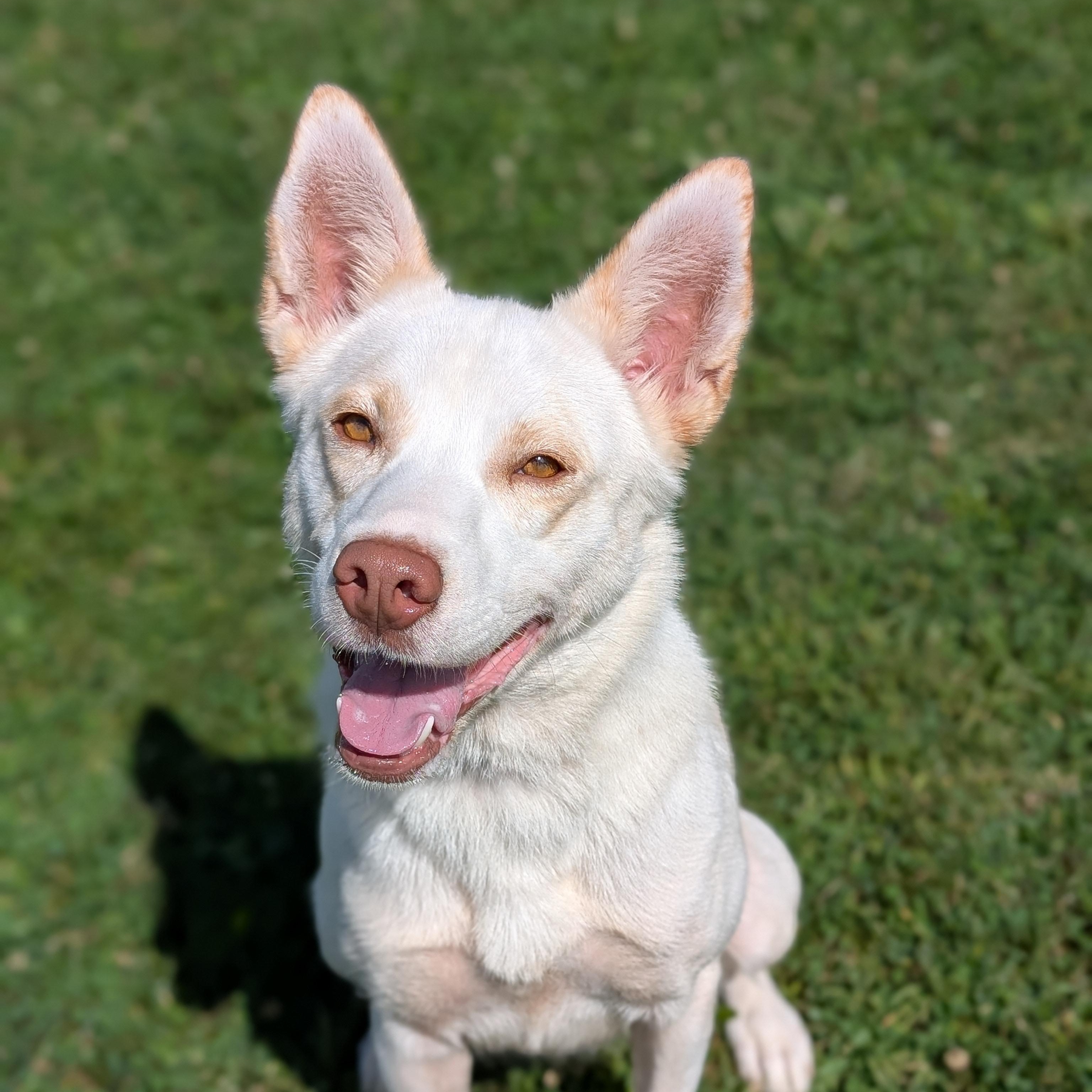 Enlarge 186890 Elke, a Adoptable mixed breed in Ravenna, OH image 2/5